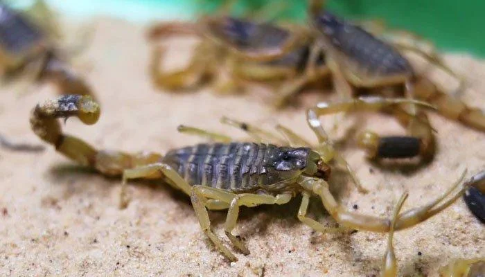 Egypt 3 killed, more than 500 injured by scorpion bites