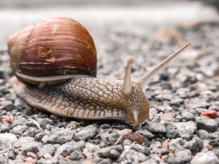 Fear of snails