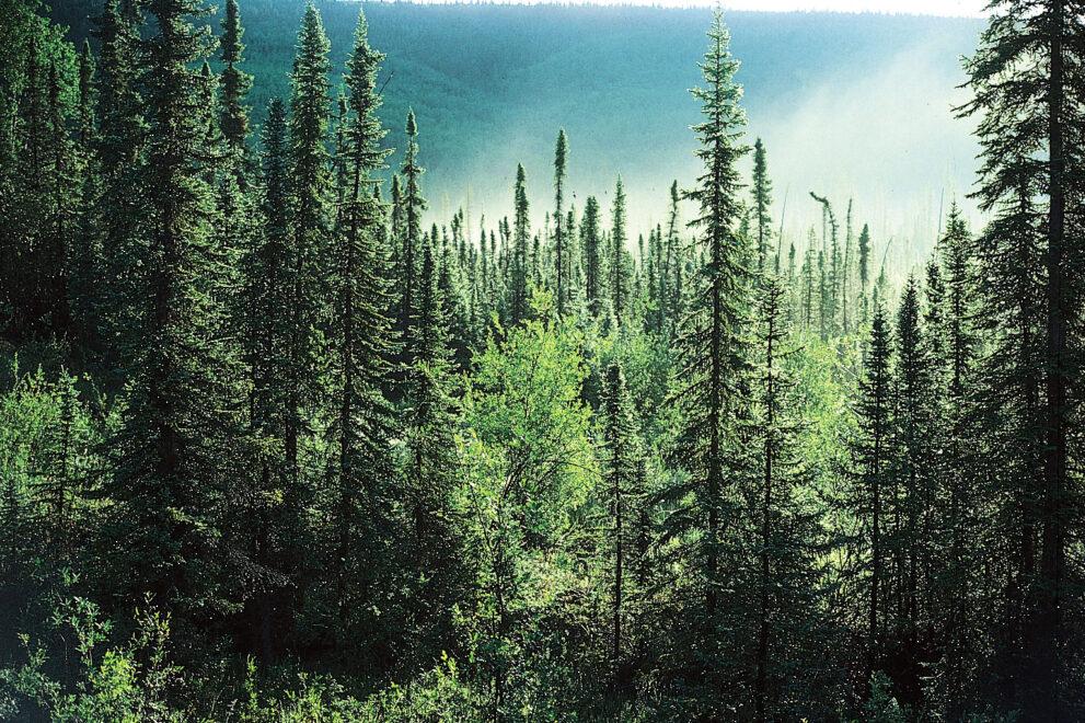 boreal tree species in Canada