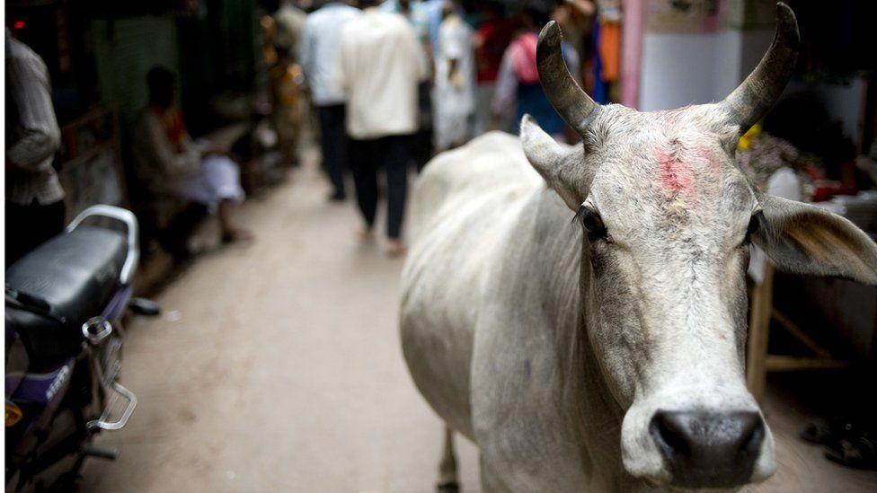 cows in india