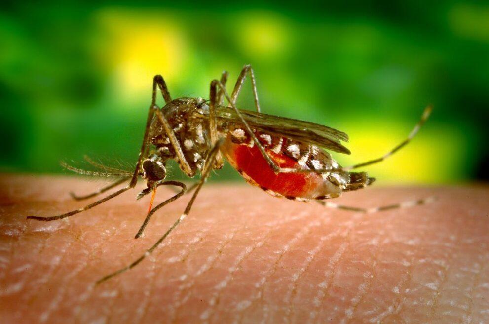 aedes aegypti mosquito dengue rash
