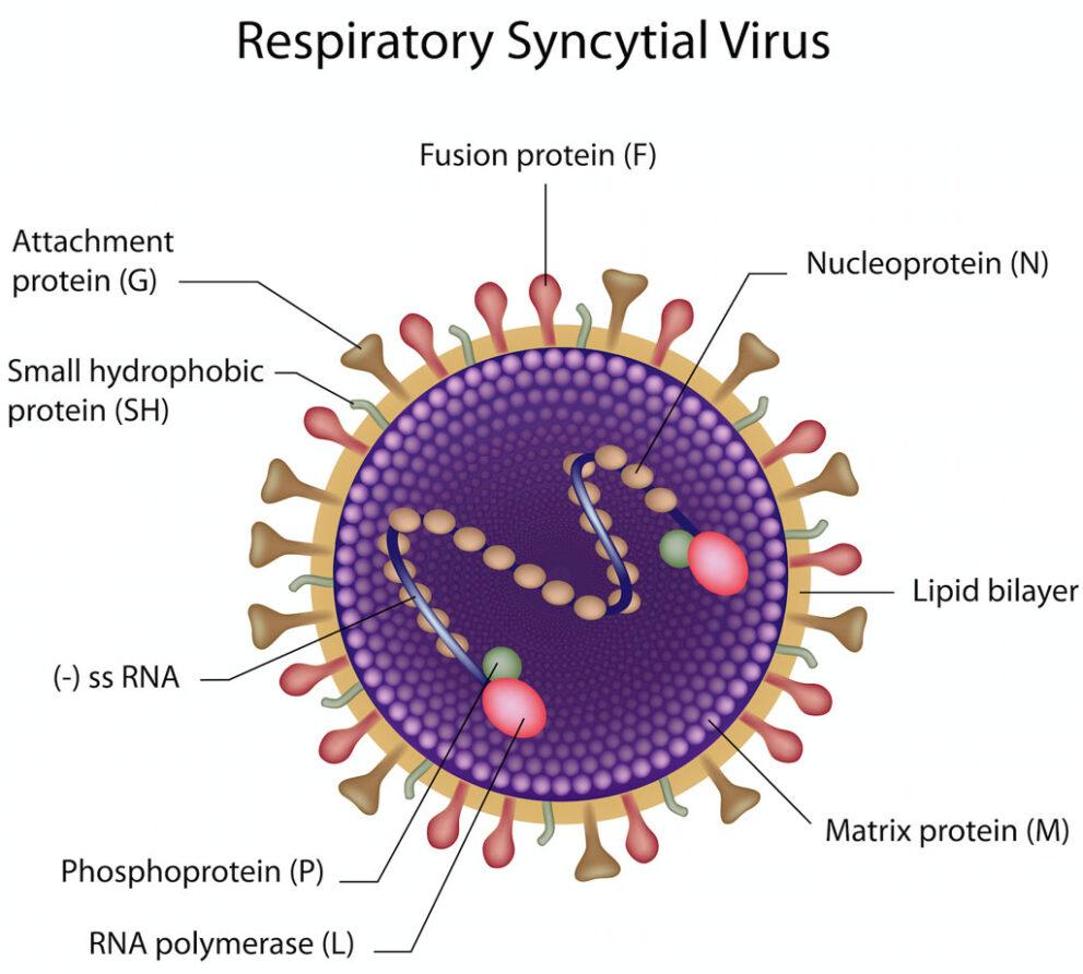respiratory syncytial virus