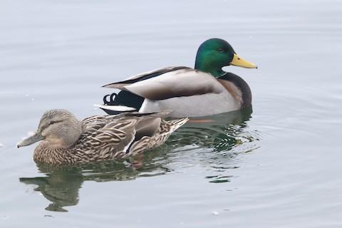 Brampton updates on waterfowl at Professors Lake