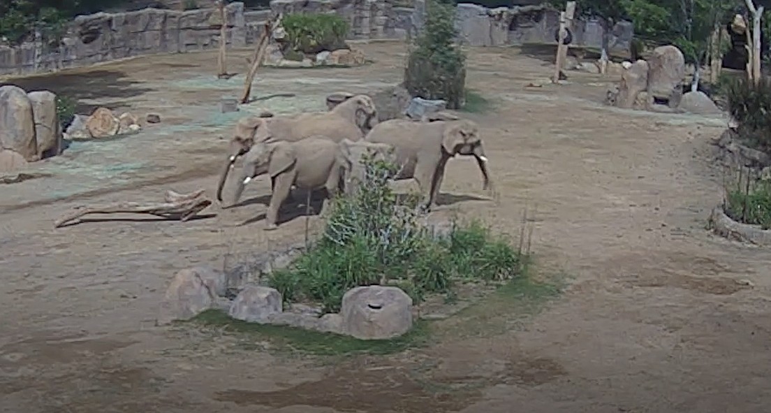 Featured image for “Elephants at San Diego zoo form ‘alert circle’ to protect young during quake”
